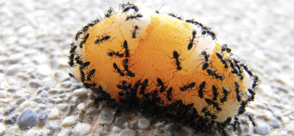 Ants: Our Little Helpers