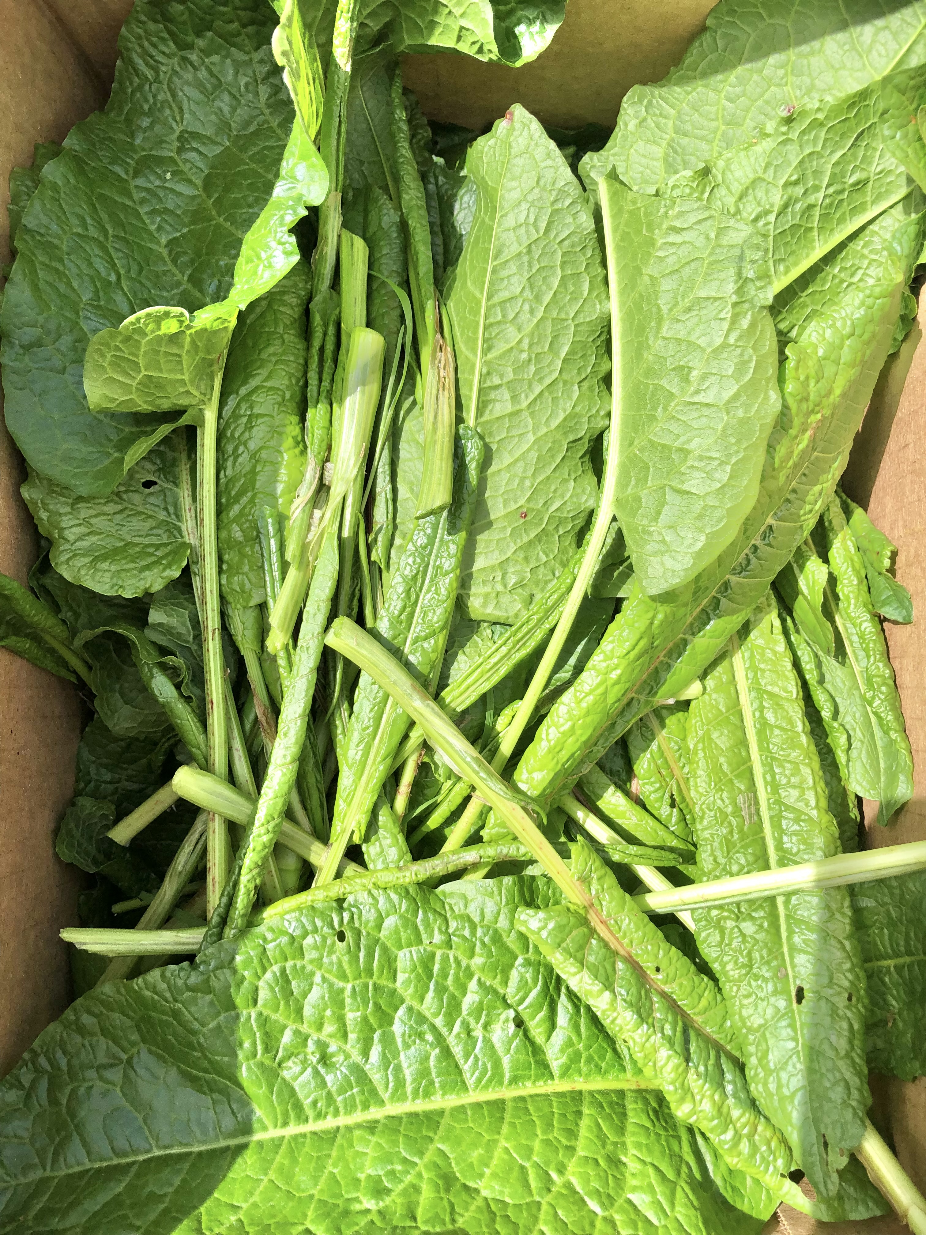Eating cleavers, cranesbill, dock (young leaves sparingly), dandelion, and young blackberry leaves in May and June in Salem, Oregon.