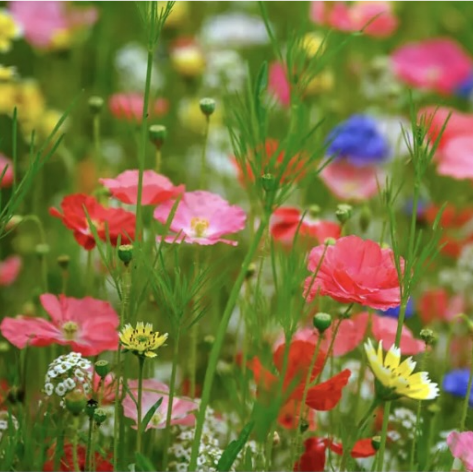 Choosing Wildflower Photos to Paint